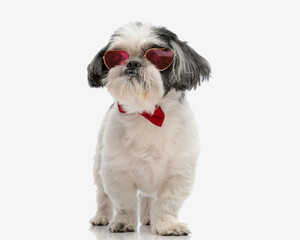 stylish shih tzu wearing love sunglasses and bowtie