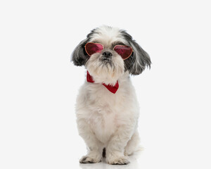 gentleman shih tzu wearing valentine's day sunglasses
