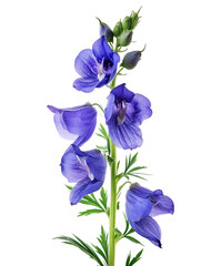 Aconitum (also known as aconite or monkshood), transparent background, isolated image, generative AI