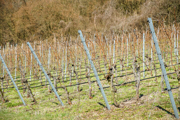 Vineyards in Bavaria 
