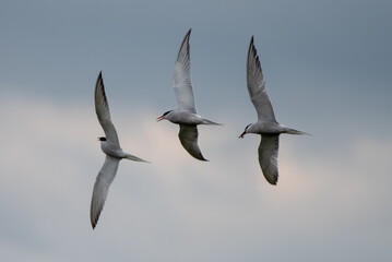 common tern in flight,