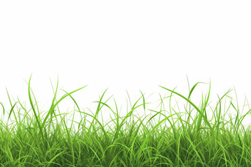 Obraz premium Grass on a white background.