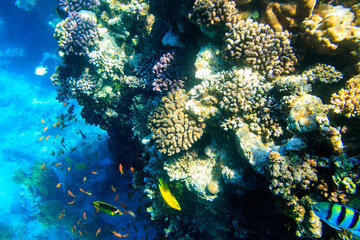 Different tropical fish at coral reef in the Red sea in Ras Mohammed national park, Sinai peninsula...