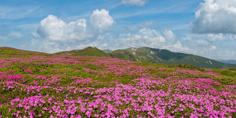 Blossoming slopes (rhododendron flowers) of Carpathian mountains.