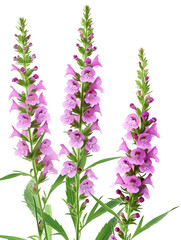 Angelonia (Summer snapdragon), transparent background, isolated image, generative AI