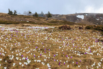 Wild purple and white Crocus alpine flowers blooming at spring in the Swiss Alps. Niederhorn, Switzerland. Beautiful Switzerland mountains landscape with blooming crocus flowers