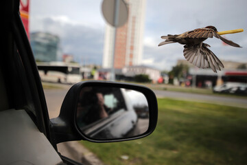 - 1. birds in cities - sparrows lunch time