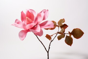 Fototapeta na wymiar Magnolia Flowers on White