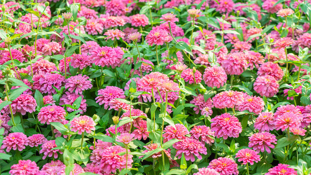 flower photos pink zinnia garden Many yellow stamens bloom in the midday sun, bright sunshine, light fragrance, bright, fresh, cute, lively, rich green leaves. natural atmosphere