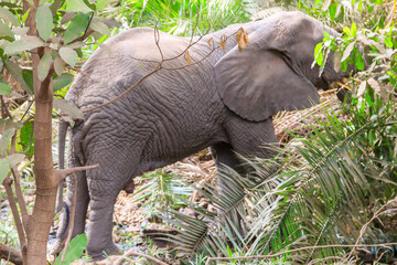 African elephant in Lake Manyara National Park, Tanzania