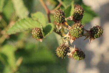 Unripe, unripe blackberries ripen in the sun in summer on branches among the leaves
