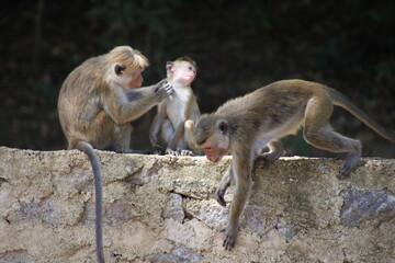 sri lanka monkeys care for each other