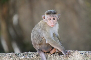 sri lanka monkey baby