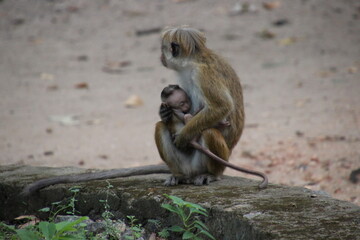 sri lanka monkey is holding her baby monkey