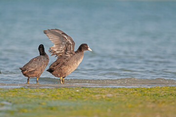 Eurasian Coot, (Fulica atra) drying its feathers by the lake.