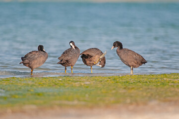 Eurasian Coot, (Fulica atra) drying its feathers by the lake.