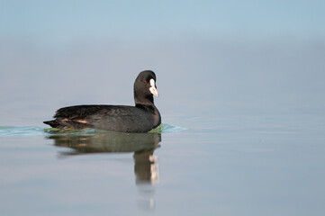 Eurasian Coot (Fulica atra) swimming in the lake.