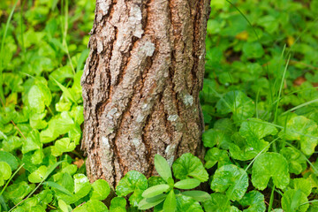 View trunk of pinewood tree with green leaves