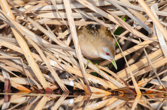 Little Crake (Porzana parva) feeding in the wetland.