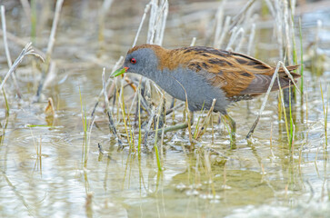 Little Crake (Porzana parva) feeding in the wetland.