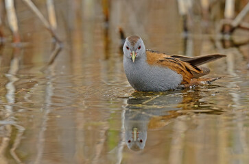 Little Crake (Porzana parva) feeding in the wetland.