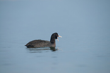 Eurasian Coot, (Fulica atra) swimming in the lake with an open beak.