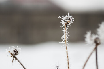 dandelion in the snow