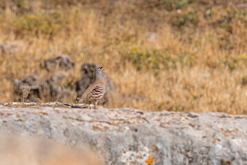 See-see Partridge (Ammoperdix griseogularis) on rock.