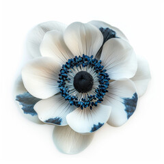 Obraz premium White anemone flower with a dark blue centre on white background.