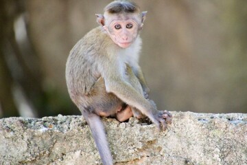 Sri Lanka Monkey baby
