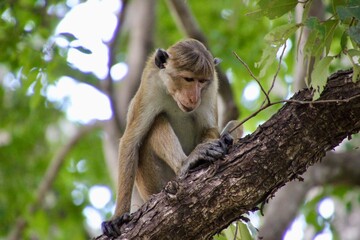 Sri Lanka Monkey with baby