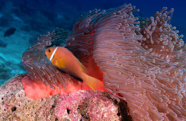 Beautiful picture of Clownfish upon reopening by predators on its anemone