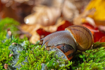 Two snails stuck together. Dried yellow and red coloured snails.