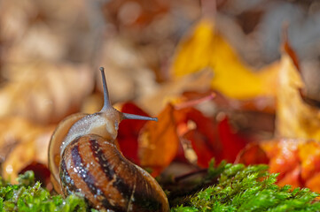 A snail with its antennae sticking out of the moss.