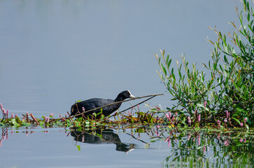 Eurasian Coot (Fulica atra) carrying branches to its nest.