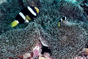 Clownfish swimming around their anemone - 722044158