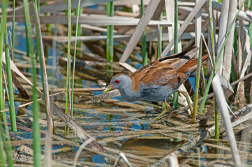 Little Crake (Porzana parva) feeding in the wetland.