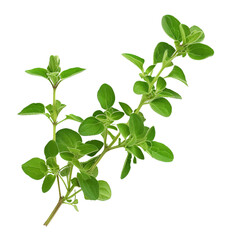 Oregano, transparent background, isolated image, generative AI