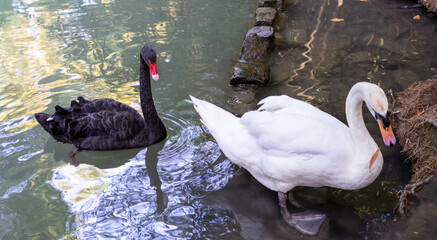 Black and white swans on the water lake or pond Ornithology , birdwatching Concept of love and...