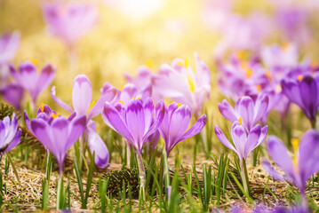 Spring crocus flowers, Easter background