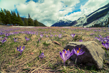 Dolina Chocholowska with blossoming purple crocuses or saffron flowers,Tatra mountains, Poland. © Roxana