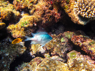 Beautiful fish in the coral reef of the Red Sea