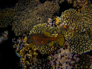 Beautiful fish in the coral reef of the Red Sea