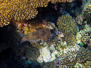 Beautiful fish in the coral reef of the Red Sea