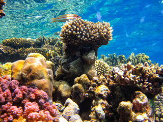 Beautiful fish in the coral reef of the Red Sea