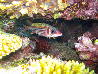 Beautiful fish in the coral reef of the Red Sea