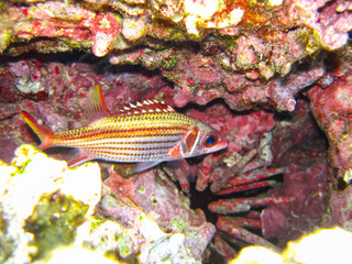 Beautiful fish in the coral reef of the Red Sea