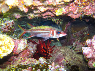 Beautiful fish in the coral reef of the Red Sea