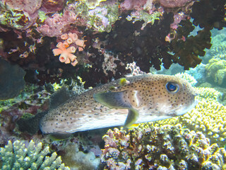 Beautiful fish in the coral reef of the Red Sea