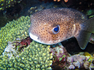 Beautiful fish in the coral reef of the Red Sea
